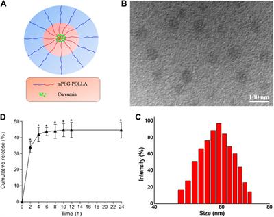 Curcumin Nanoparticles Attenuate Lipotoxic Injury in Cardiomyocytes Through Autophagy and Endoplasmic Reticulum Stress Signaling Pathways